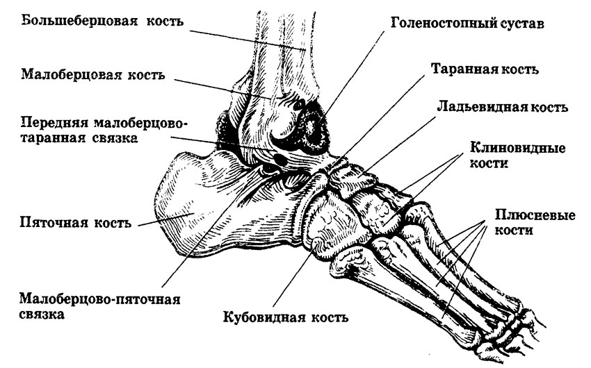 Анатомия стопы